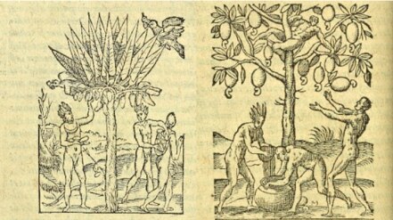 Cuál fue la peculiar criatura de América que cautivó a los europeos del siglo XVI