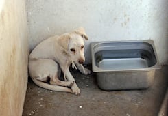 Recibe municipio siete reportes diarios de maltrato animal