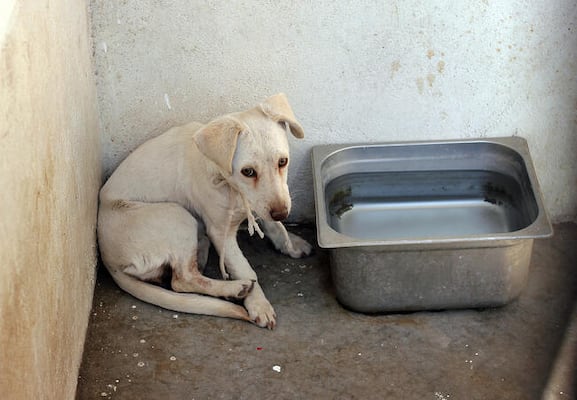 Recibe municipio siete reportes diarios de maltrato animal