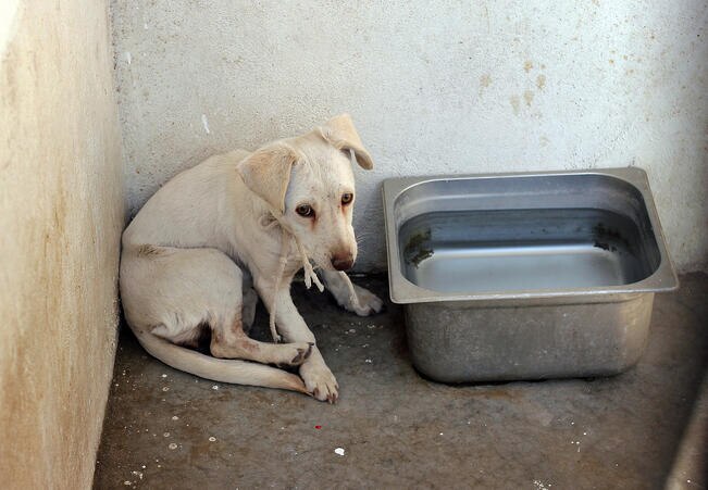 Crecen las denuncias por maltrato animal en Querétaro