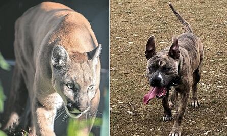 Zoro, el lomito que enfrentó a un puma en la Sierra Gorda queretana