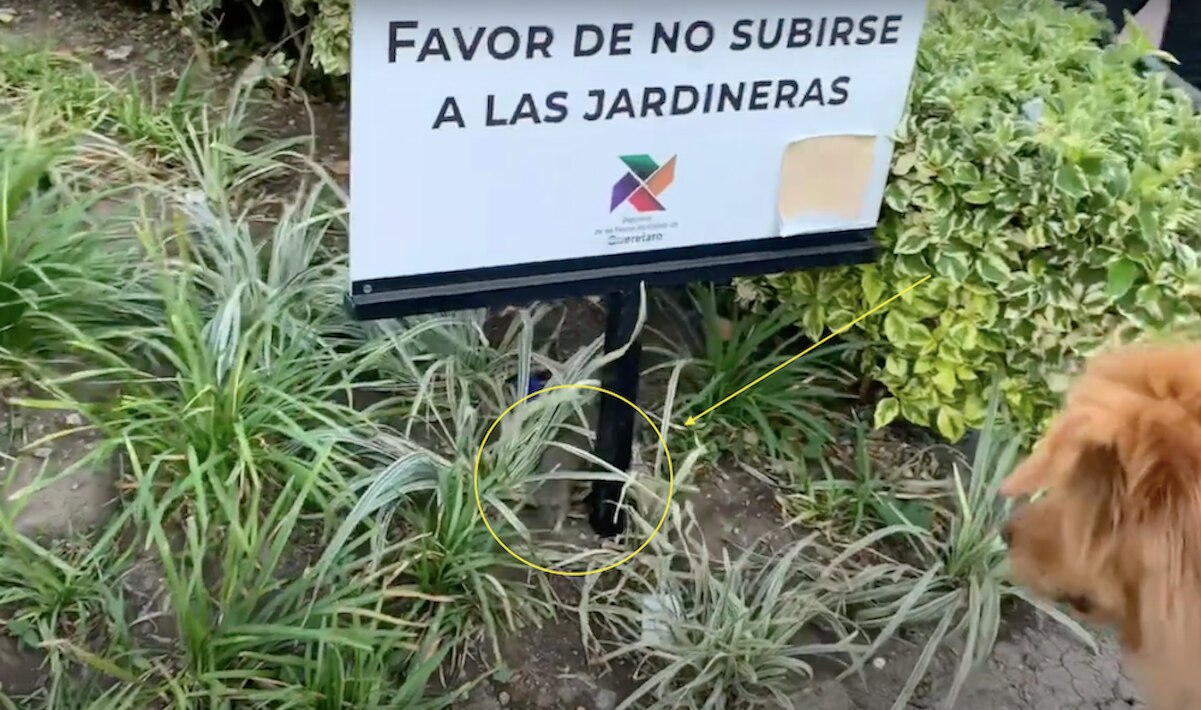 Denuncian plaga de ratas en el Jardín Zenea; aparecen durante todo el día