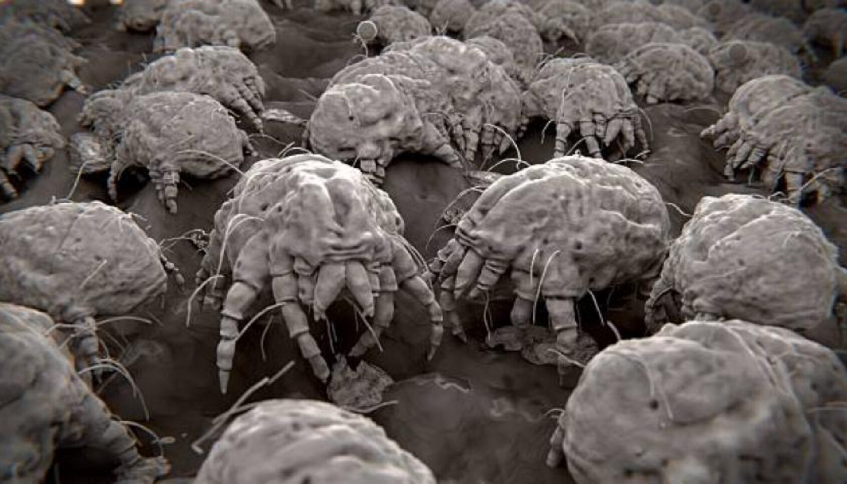 Los ácaros también ocasionan rinitis alérgica