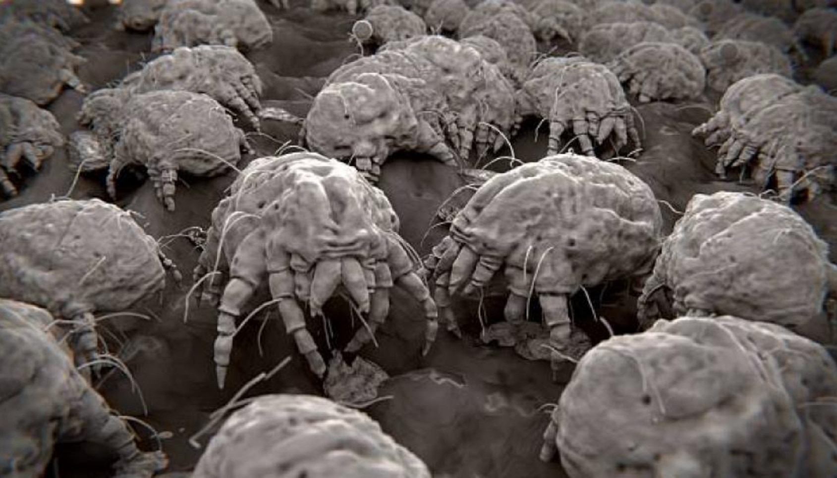 Los ácaros también ocasionan rinitis alérgica