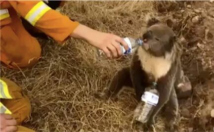 Incendios en Australia matan a la mitad de los koalas sanos en isla santuario