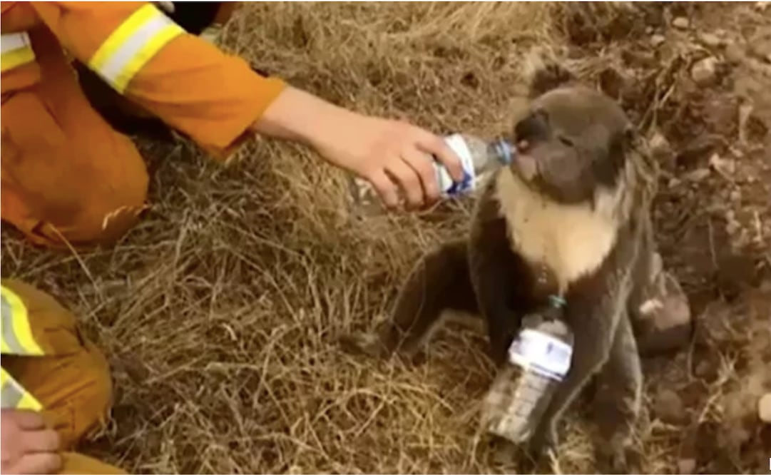 Un incendio se propagó rápidamente en la isla Canguro y arrasó el viernes 170 mil hectáreas, una tercera parte de la isla (Foto: AP / Archivo)