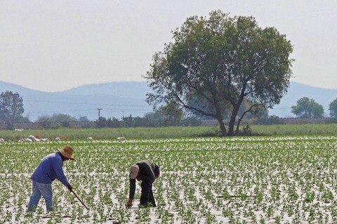 Cultivos resisten bajas temperaturas: Sedea 