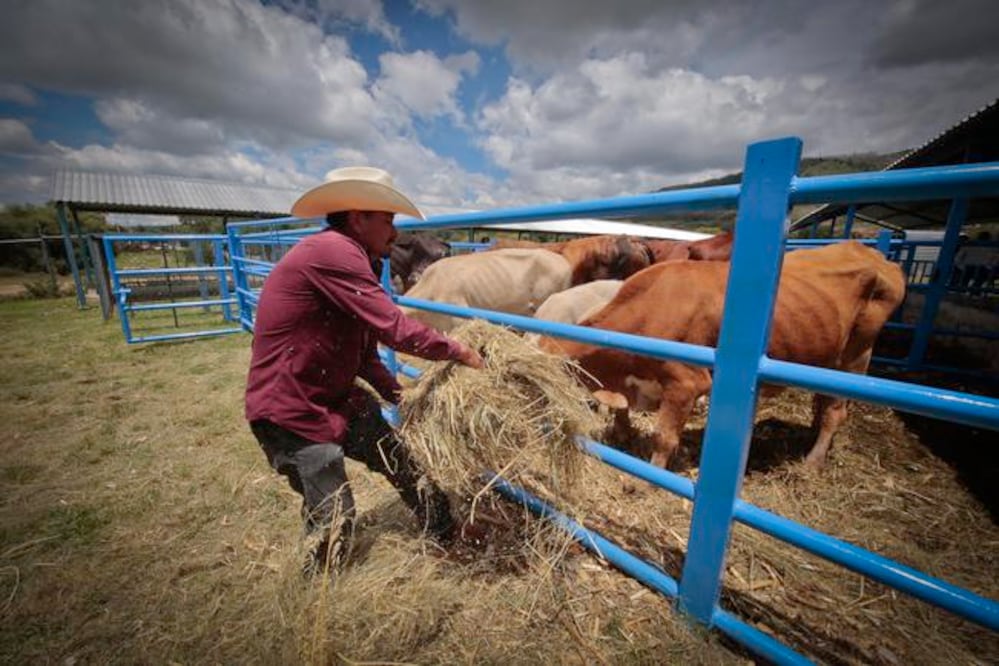 Existen rastros que son de Tipo Inspección Federal (TIF) que tienen el tratamiento adecuado de animales. (Foto: Demian Chávez)