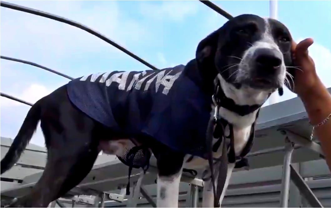 Marina rescata a segundo perrito de las inundaciones en Tabasco; llama a ponerle nombre