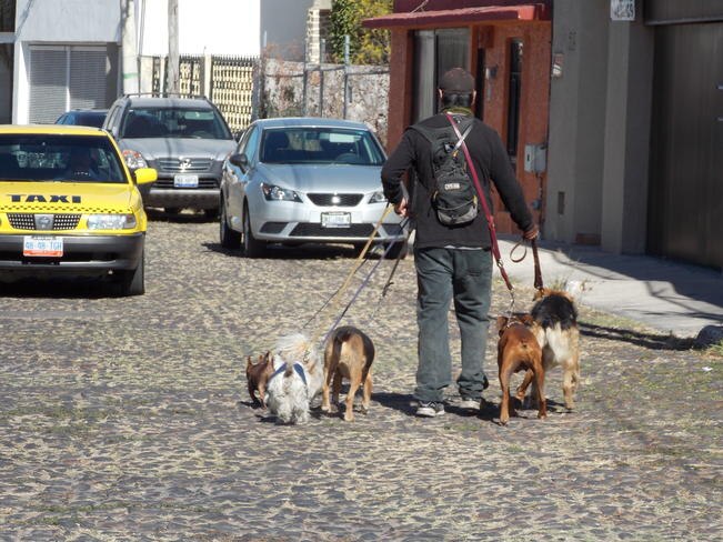 Piden tomar conciencia de desparasitar perros