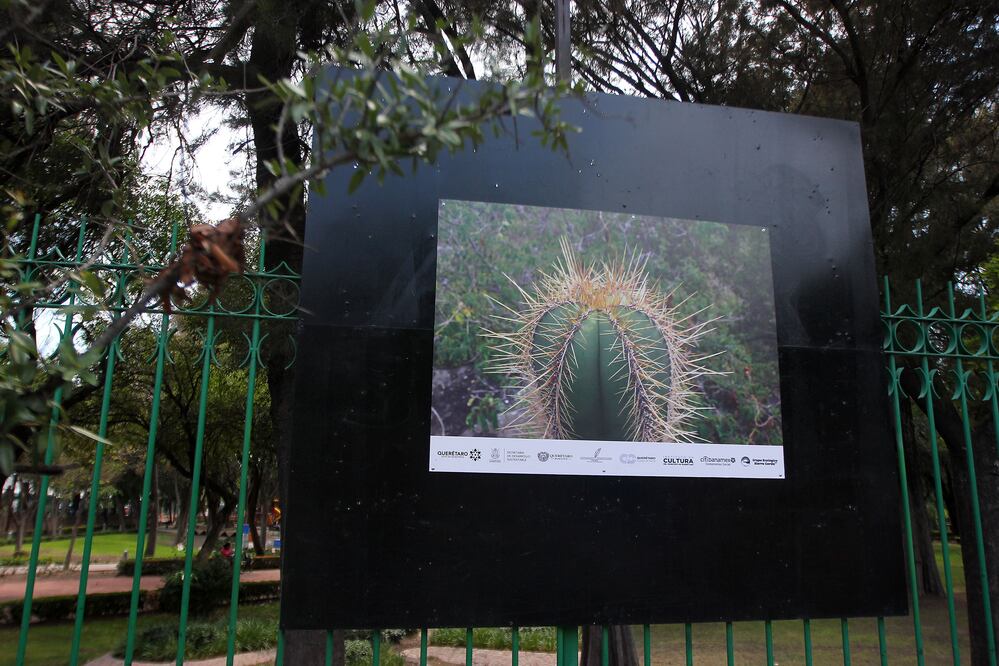 En la exposición se aprecian diversas especies animales en su hábitat natural, como guacamayas, salamandras y pumas, que retrató Roberto Pedraza (FOTOS: LUIS SÁNCHEZ. EL UNIVERSAL)
