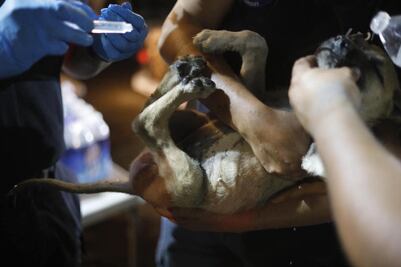 De entre las llamas, rescatan a un lomito en Querétaro