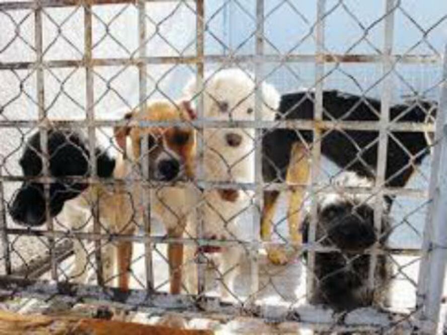 Mejoraran la Unidad de Control Animal