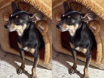 Buscan al perrito Jack en Querétaro; se extravió el 4 de marzo