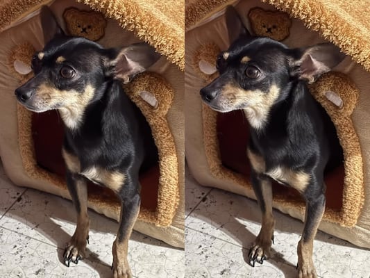Buscan al perrito Jack en Querétaro; se extravió el 4 de marzo