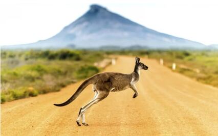 5 animales que podrían ayudarnos a vencer enfermedades humanas