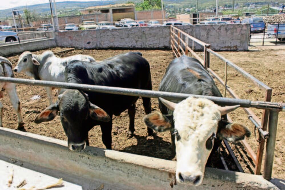 Trabaja PGJ contra robo de ganado en el estado