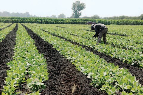 IP y Sagarpa acuerdan impulsar sector 