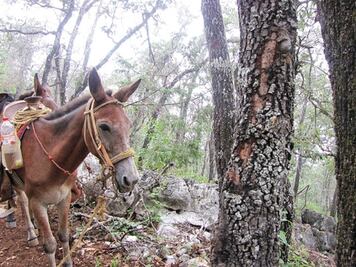 Daña plaga 35 mil hectáreas 