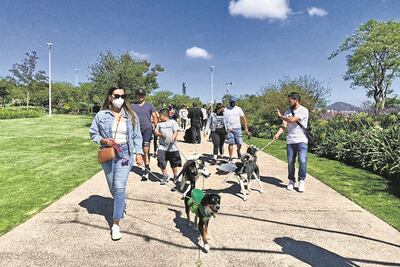 Caminan en contra del abandono de perritos en El Marqués