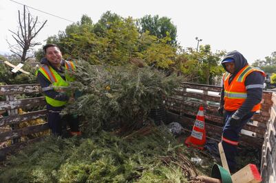 Inicia la recolección de árboles navideños en Corregidora