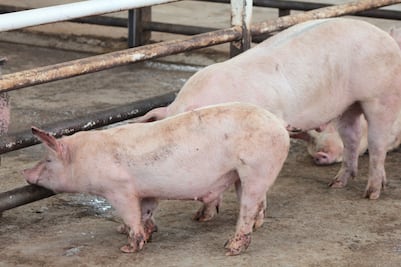 Producirán cerdos con genes mejorados