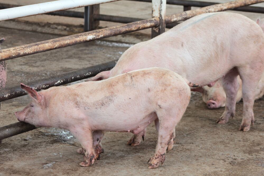 Producirán cerdos con genes mejorados