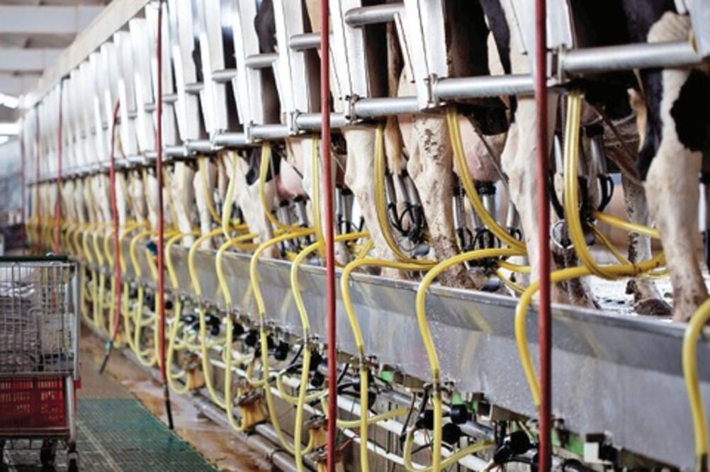 Lecheros se quejan de comercio desleal