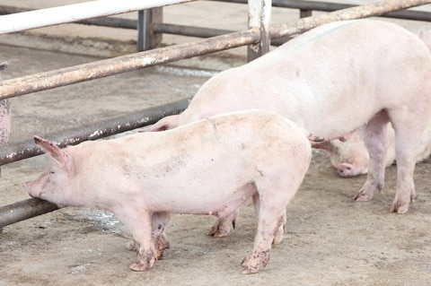 Reconocen calidad genética de ovinos