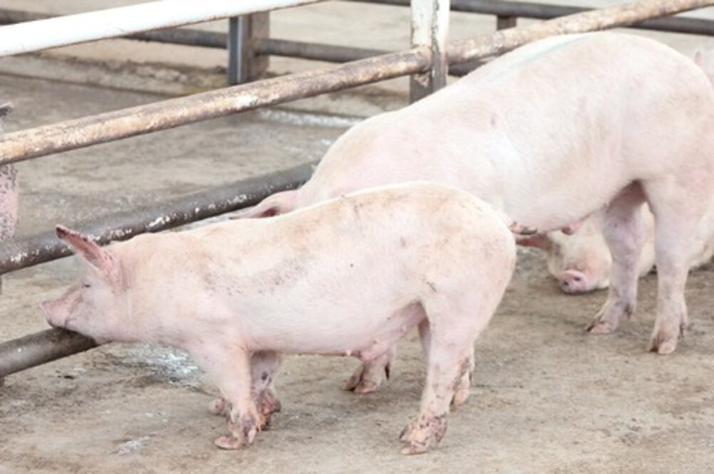 Reconocen calidad genética de ovinos