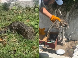 Hallan un cacomixtle cubierto de aceite en el patio de una casa en San Juan del Río