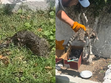 Hallan un cacomixtle cubierto de aceite en el patio de una casa en San Juan del Río