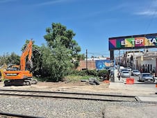 Buscan evitar la tala de árboles por proyecto del Tren México-Querétaro