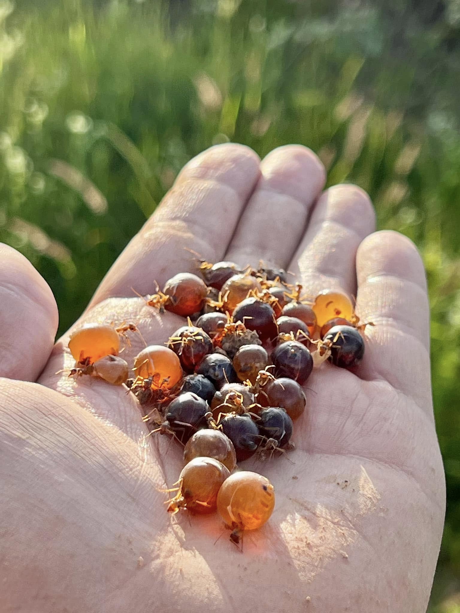 Foto: Pinshi Millennial.