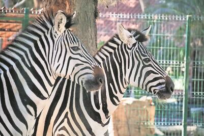 Por equipo de sonido, intercambian borregos de berbería y cebras en Querétaro