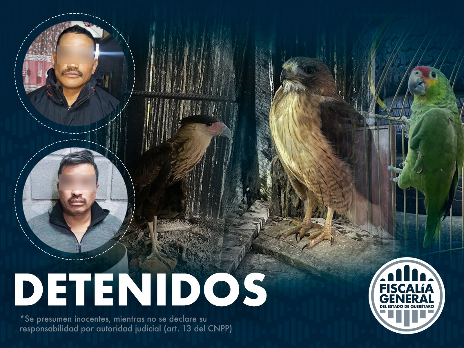 Los detienen con aves exóticas en Querétaro