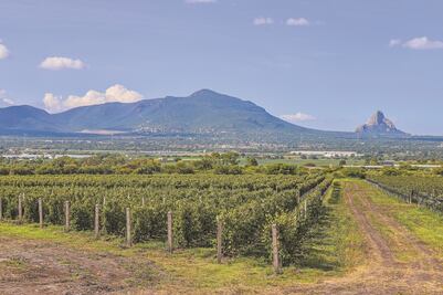 ¡A correr entre la vid! Anuncian la Xtrail Bernal-Viñedos