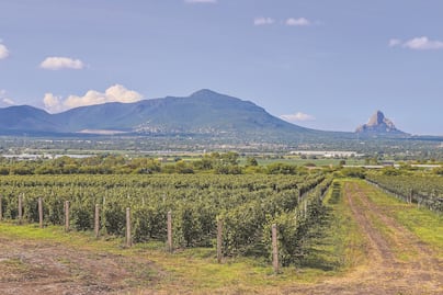 ¡A correr entre la vid! Anuncian la Xtrail Bernal-Viñedos