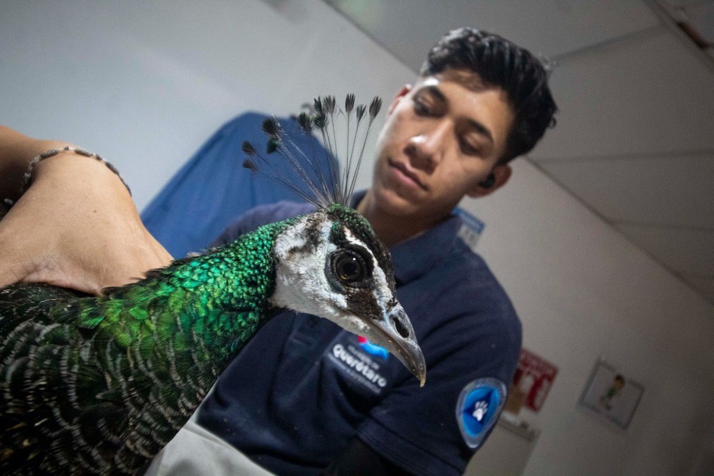 Rescatan a un pavo real en Montenegro