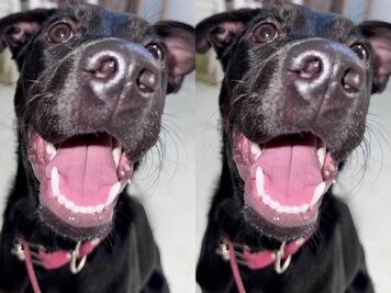 Buscan a la perrita Kira en Querétaro; vista por última vez el 1 de enero