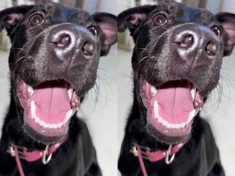 Buscan a la perrita Kira en Querétaro; vista por última vez el 1 de enero