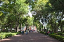 Invierten más de 1.6 mdp para el saneamiento de árboles de la Alameda Hidalgo