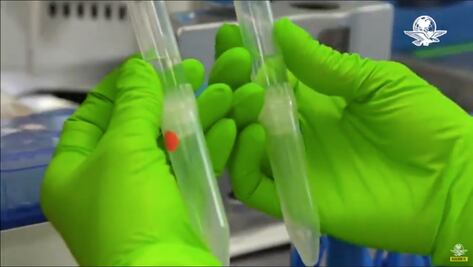 Pfizer/BioNTech asegura que su vacuna neutraliza nuevas cepas de Reino Unido y Sudáfrica