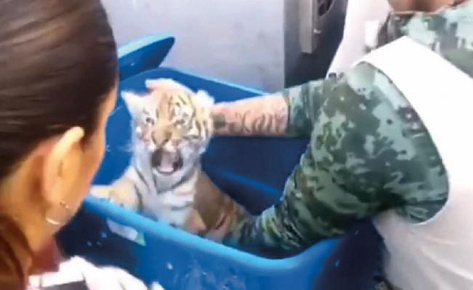 Envían por paquetería cachorro de tigre