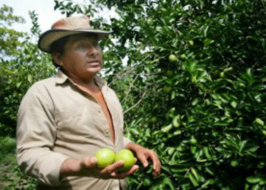 Piden regularizar comercialización del limón