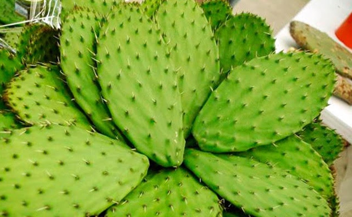 Foto: Gobierno de México.