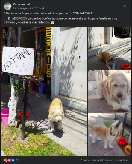 Perrito en adopción; andaba caminando en el Libramiento Sur Poniente en Querétaro 