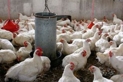 Descarta SAGARPA casos de gripe aviar