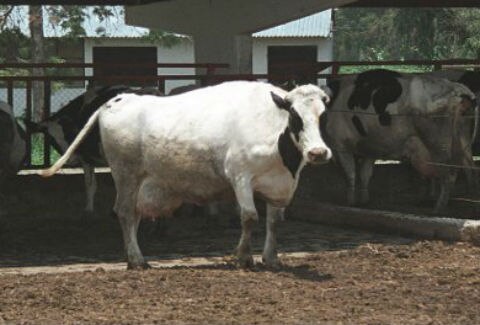 Las bajas temperaturas registradas en la zona serrana favorecen la producción de leche en las vacas, pues incrementa hasta en un 30%. Foto: Archivo El Universal