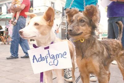 Morena busca castigos más severos para maltrato animal